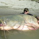 Illustration for article titled Monster 280-pound catfish caught in Italy